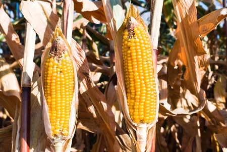 field of golden corn in sunny day, agricultural field
