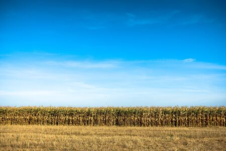 agricultural field, nature and agriculture farming series