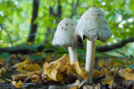 forest mushroom in moss after bir longtime rainの写真素材