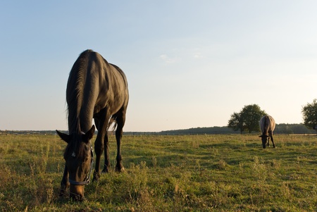 Horse in a green meadow in sunny day, animals series
