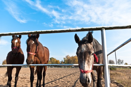 Horse in a green meadow in sunny day, animals series
の写真素材