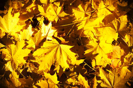 autumn background with colored leaves on wooden boardの写真素材