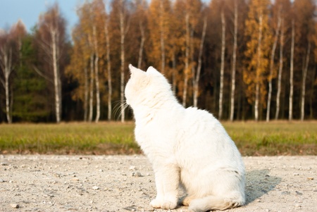 Cat playing outside and looking at road, series animalsの写真素材