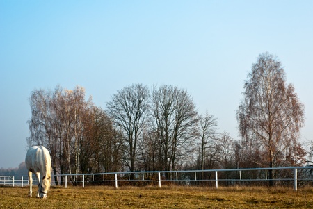 Horse in a green meadow in sunny day, animals series
