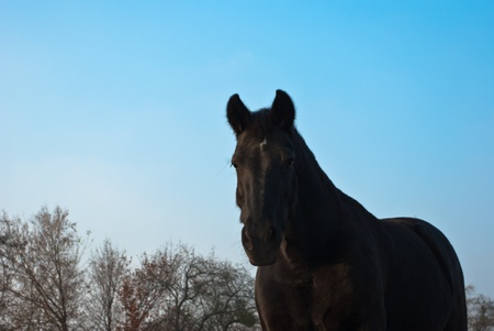 Horse in a green meadow in sunny day, animals series
の写真素材