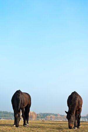 Horse in a green meadow in sunny day, animals series
の写真素材