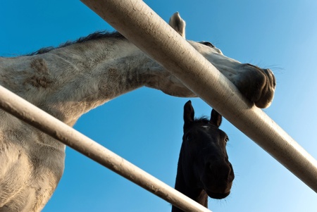 Horse in a green meadow in sunny day, animals series
の写真素材