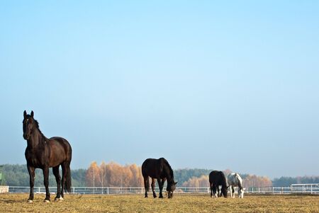Horse in a green meadow in sunny day, animals series
の写真素材