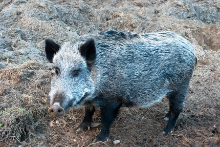 Pigs eating on a meadow in sunny day afternoonの写真素材