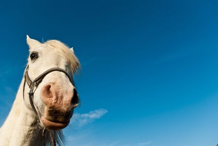 Horse in a green meadow in sunny day, animals series
の写真素材