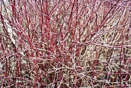 plants for natural background,fluffy wild plant grouped in sunny dayの写真素材