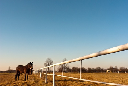 Horse in a green meadow in sunny day, animals series
の写真素材