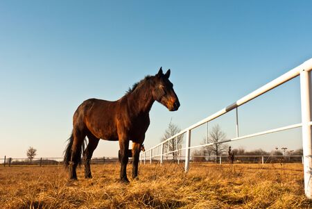 Horse in a green meadow in sunny day, animals series
