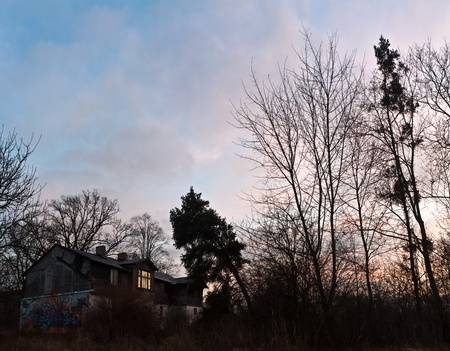 old big tree on color background with blue skyの写真素材