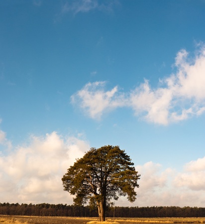 old big tree on color background with blue skyの写真素材