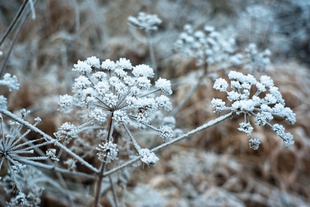 plants for natural background,fluffy wild plant grouped in sunny day