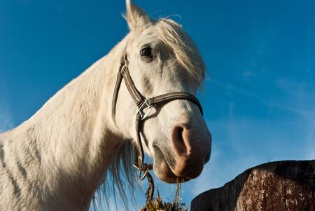 Horse in a green meadow in sunny day, animals series
の写真素材