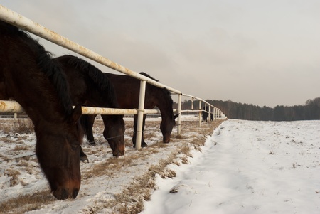 horse in a field, farm animals seriesの写真素材