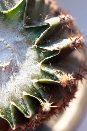 plants for natural background,fluffy wild plant grouped in sunny dayの写真素材