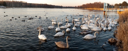 swans on blue lake water in sunny day, swan on pondの写真素材