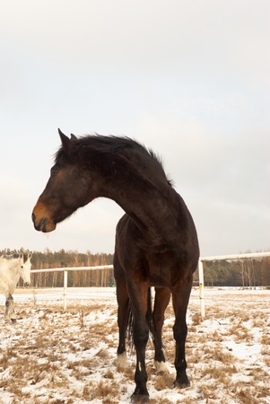 horse in a field, farm animals seriesの写真素材