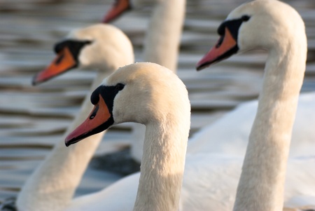 swan on blue lake water in sunny day, swan on pondの写真素材