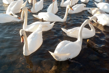 swan on blue lake water in sunny day, swan on pondの写真素材