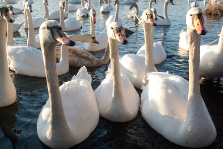 swan on blue lake water in sunny day, swan on pondの写真素材