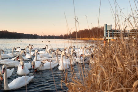 swan on blue lake water in sunny day, swan on pondの写真素材