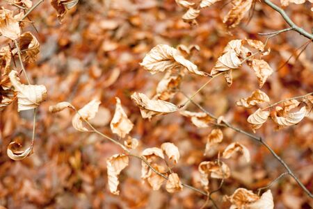 autumn background with colored leaves on wooden board