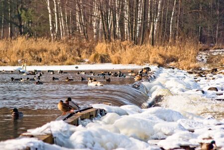 wild colorful bird in sunny day, nature seriesの写真素材
