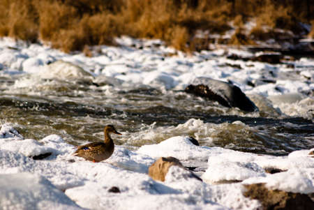 wild colorful bird in sunny day, nature seriesの写真素材