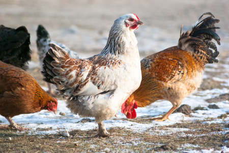 Image shows chicken searching for food, chicken series