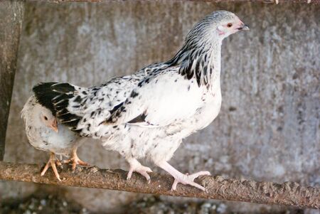 Image shows chicken searching for food, chicken seriesの写真素材