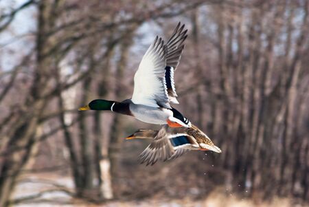 Image shows flighting duck, birds searching for food, duck seriesの写真素材
