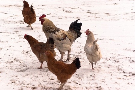 Image shows chicken searching for food, chicken seriesの写真素材