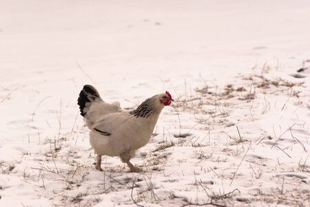 Image shows chicken searching for food, chicken seriesの写真素材