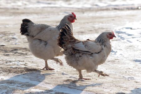 Image shows chicken searching for food, chicken seriesの写真素材