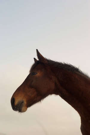 horse in a field, farm animals seriesの写真素材
