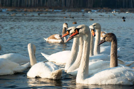 swan on blue lake water in sunny day, swan on pondの写真素材