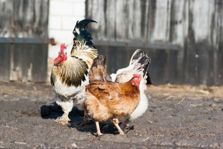 Image shows chicken searching for food, chicken seriesの写真素材
