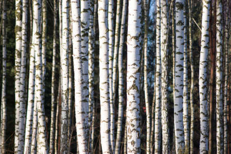 Sunlight in the forest, winter time, nature seriesの写真素材