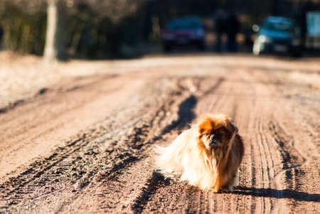 funny dog without name in sunny day