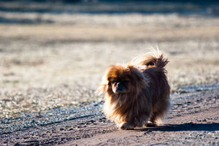 funny dog without name in sunny dayの写真素材