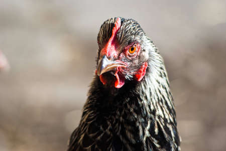 Image shows chicken searching for food, chicken seriesの写真素材