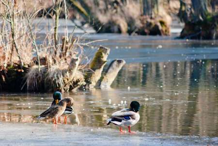 Image shows duck searching for food, birds seriesの写真素材