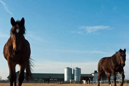 Horse in a green meadow in sunny day, animals series
の写真素材