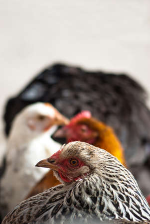 Image shows chicken searching for food, chicken seriesの写真素材