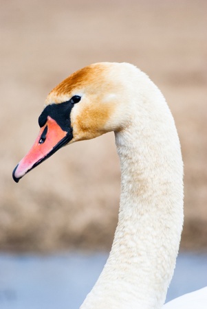 swan on blue lake water in sunny day, swans on pond, nature seriesの写真素材