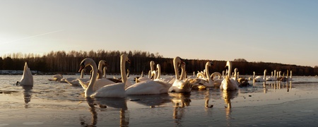 swan on blue lake water in sunny day, swan on pondの写真素材